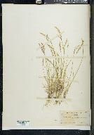 Poa nemoralis image