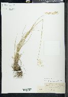 Poa nervosa image