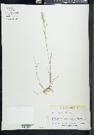 Poa nervosa image