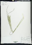 Poa secunda var. nevadensis image