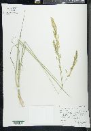 Poa secunda var. nevadensis image