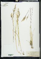 Poa secunda var. nevadensis image