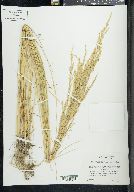 Poa secunda var. nevadensis image