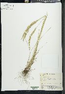 Poa secunda var. nevadensis image