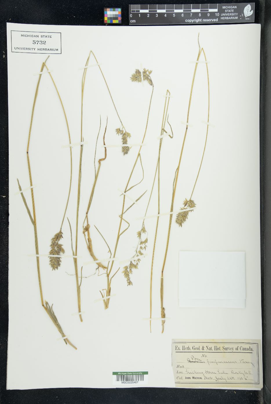 Eragrostis purpurascens image