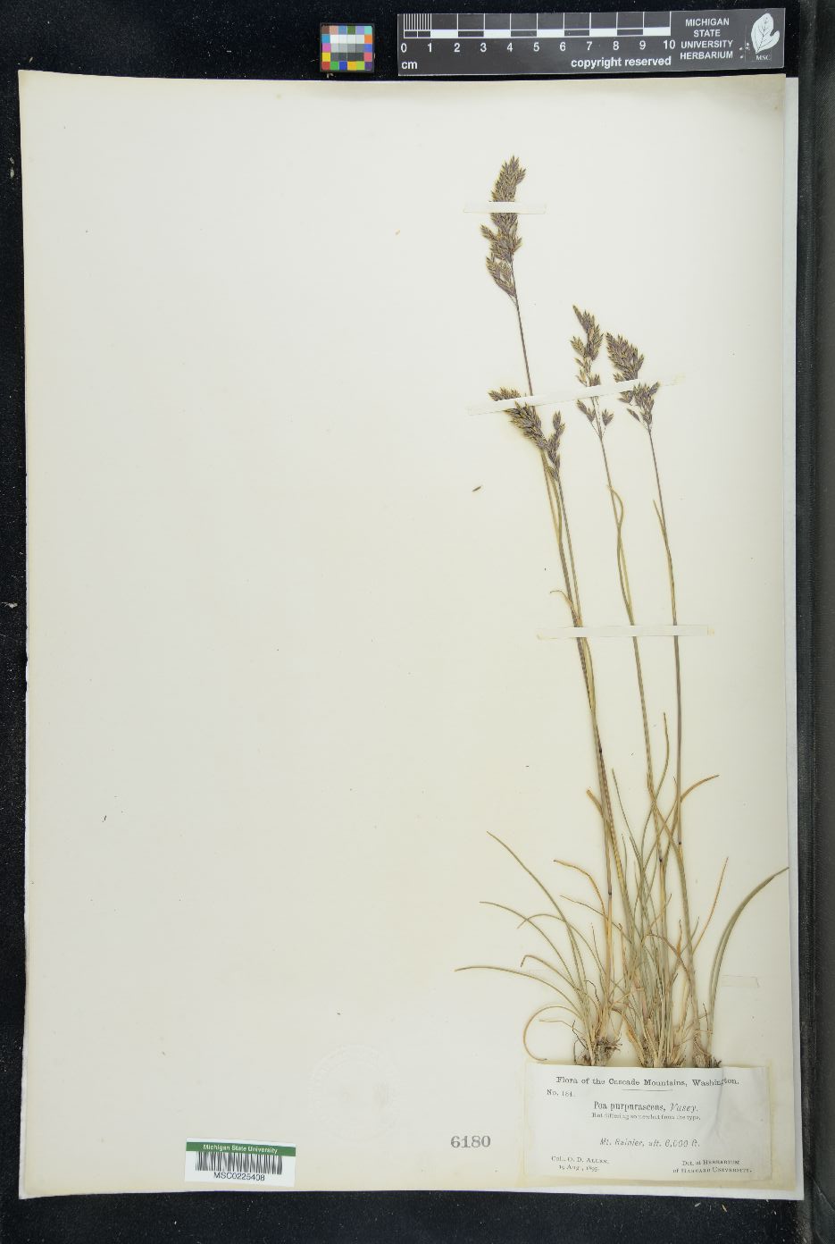 Eragrostis purpurascens image