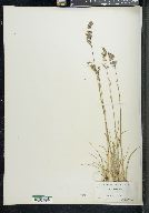 Eragrostis purpurascens image