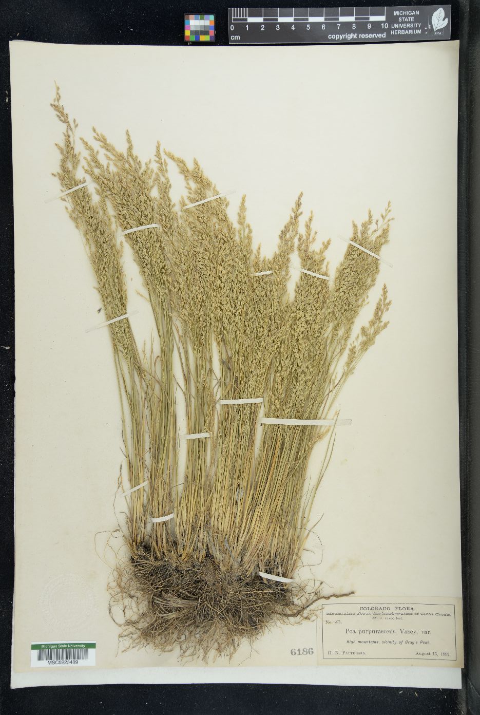 Eragrostis purpurascens image