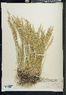 Eragrostis purpurascens image