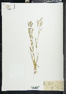 Poa reflexa image