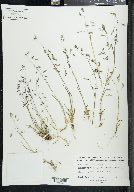 Poa reflexa image