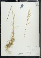 Poa secunda var. scabrella image