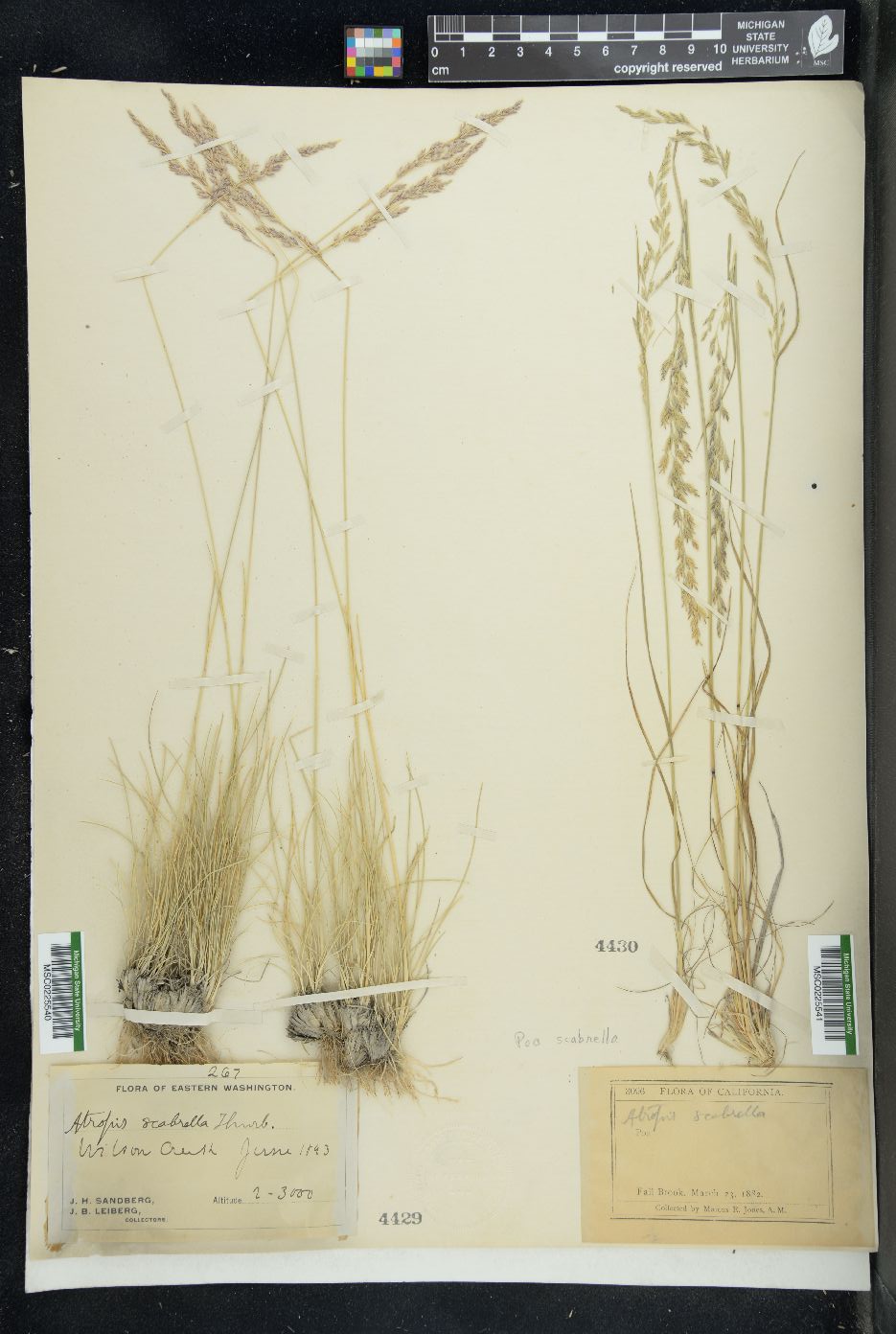 Poa secunda var. scabrella image