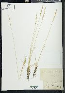 Poa secunda var. scabrella image