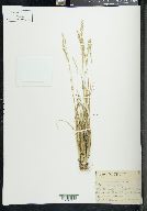 Poa secunda subsp. secunda image