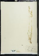 Poa secunda subsp. secunda image