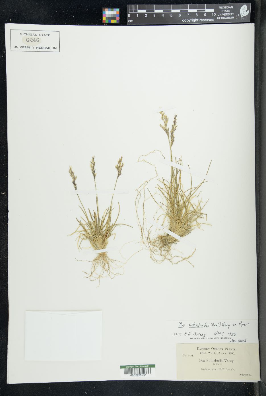Poa suksdorfii image