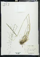 Poa sylvestris image