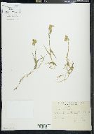 Poa turneri image