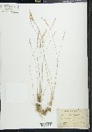 Poa secunda var. secunda image