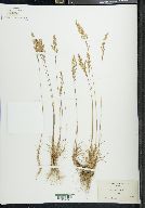 Poa secunda subsp. secunda image