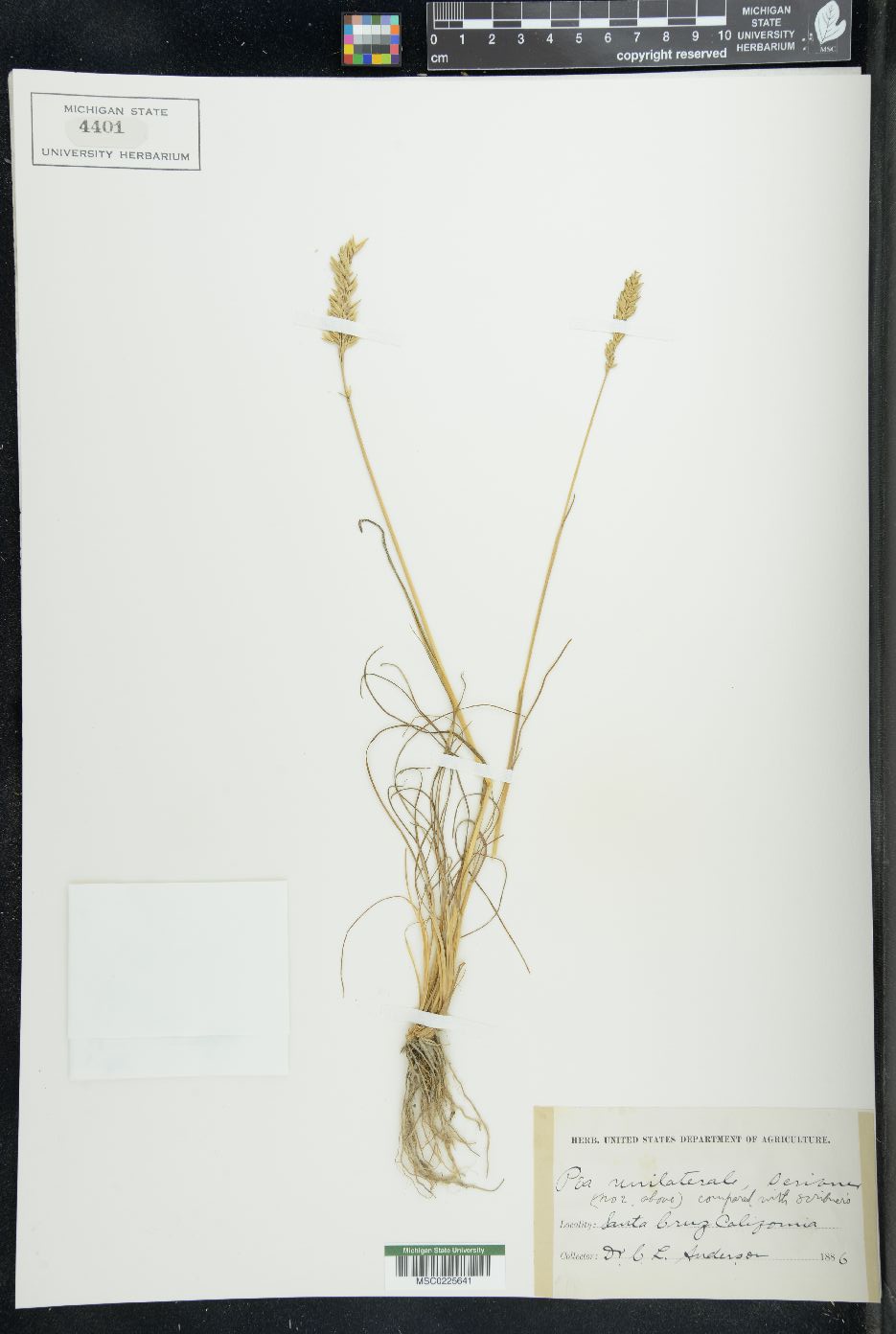 Poa unilateralis image