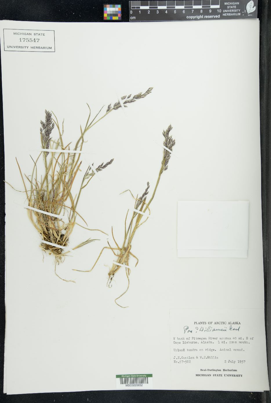 Poa williamsii image