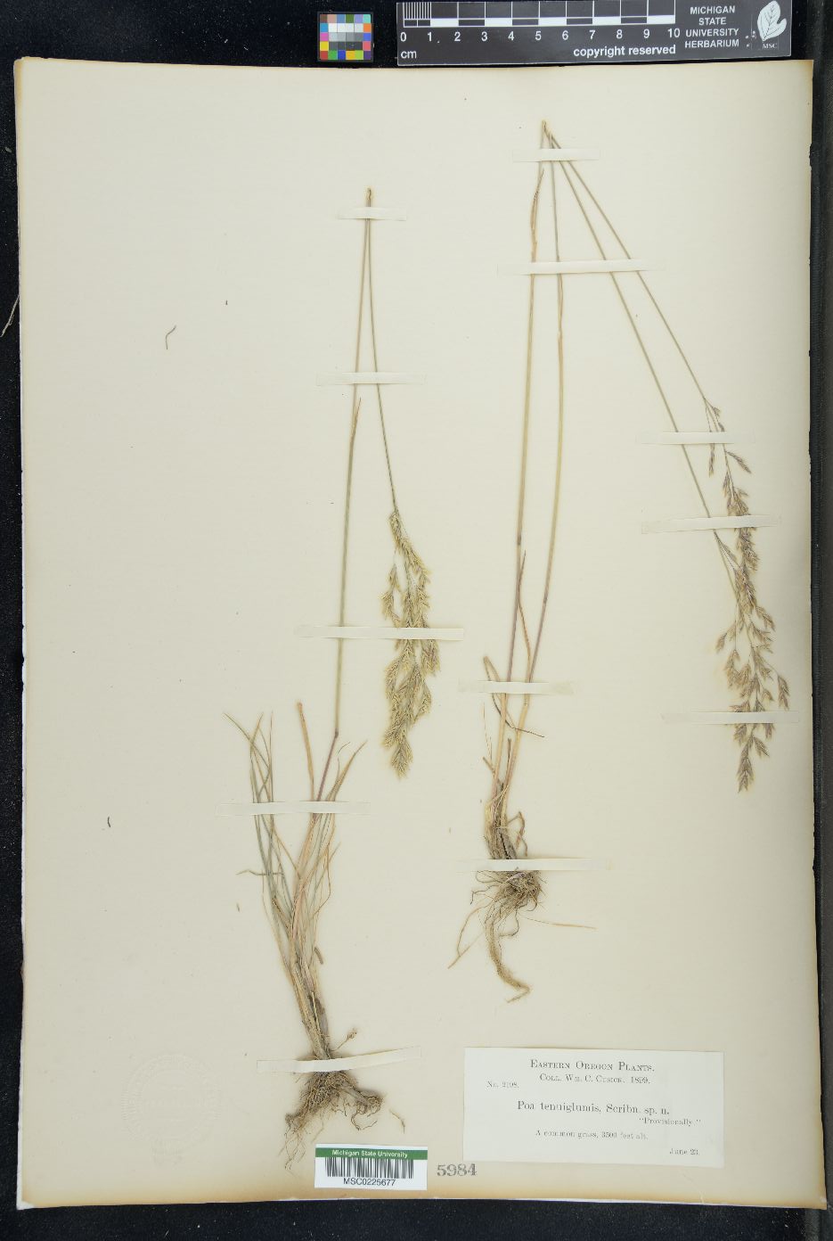 Gymnachne koelerioides image