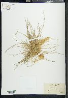 Puccinellia angustata image