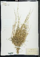 Puccinellia angustata image