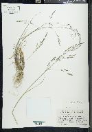 Puccinellia arctica image