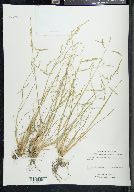 Puccinellia deschampsioides image