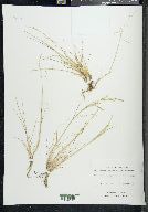 Puccinellia deschampsioides image