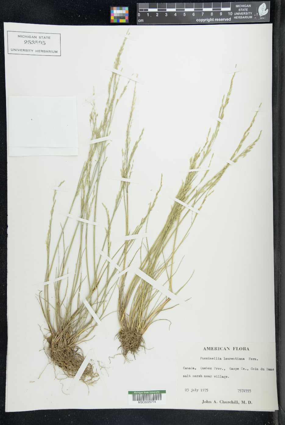 Puccinellia laurentiana image