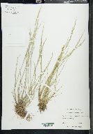 Puccinellia laurentiana image