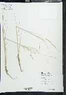 Puccinellia lucida image