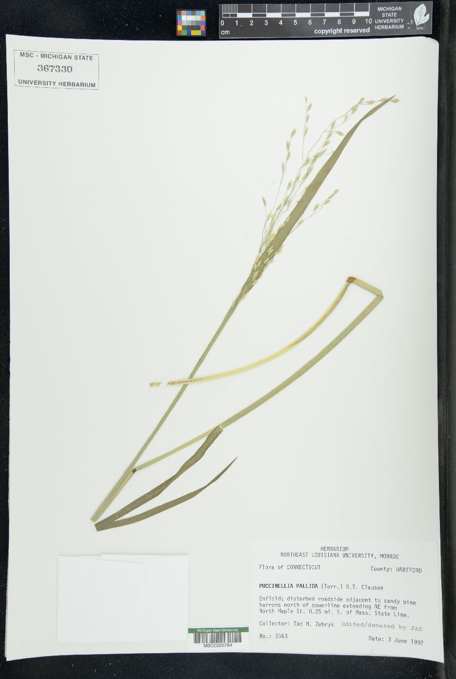 Puccinellia pallida image