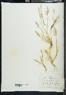 Puccinellia rupestris image