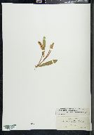 Potamogeton alpinus image