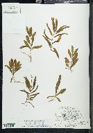 Potamogeton alpinus image