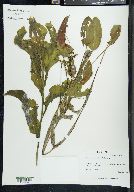 Potamogeton amplifolius image