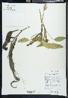 Potamogeton amplifolius image