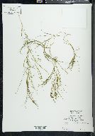 Stuckenia filiformis subsp. alpinus image