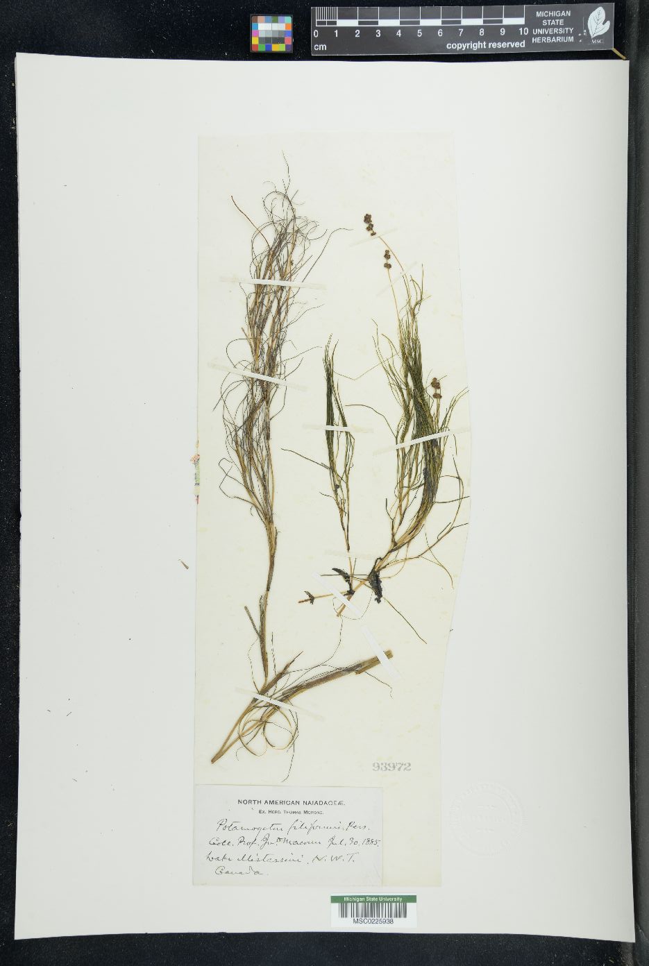 Stuckenia filiformis subsp. alpinus image