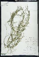 Potamogeton filiformis var. occidentalis image