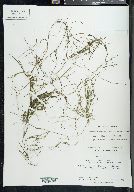 Potamogeton filiformis var. occidentalis image