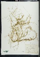 Potamogeton foliosus subsp. foliosus image