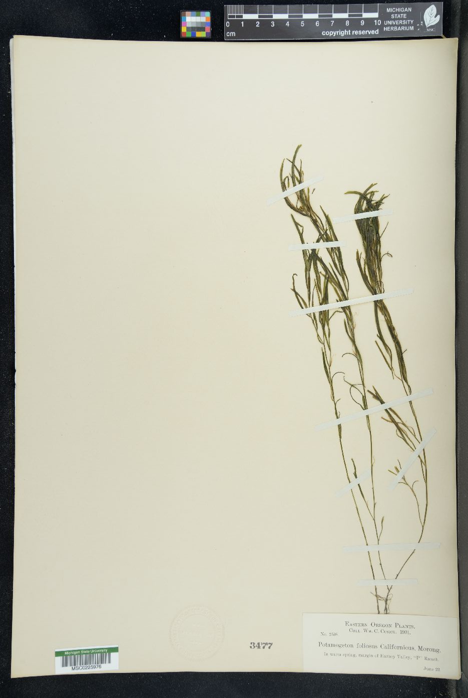 Potamogeton foliosus var. californicus image