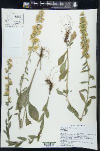 Solidago hispida image