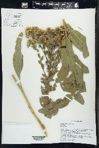 Solidago rigida image